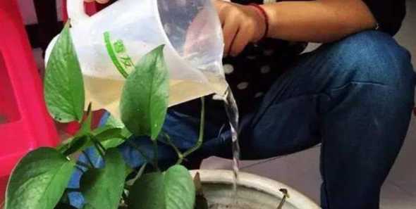 过期啤酒怎么发酵浇花 过期的啤酒可以直接浇花吗