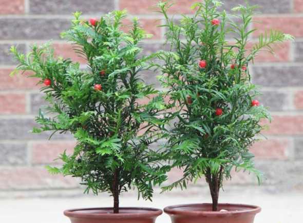 盆栽红豆杉树怎么养植 盆栽红豆杉的养殖方法和注意事项