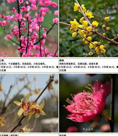 梅花和什么进行比较呢 梅花王安石最后两句把什么和什进行比较