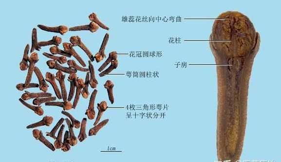丁香的功能是什么东西 丁香的功效与作用的功能是什么