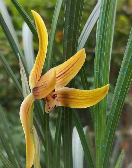 春兰花什么品种易栽培 兰花都有哪些品种哪种最容易养殖