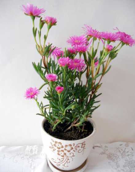 盆栽半枝莲冬天怎么养 半枝莲怎么养