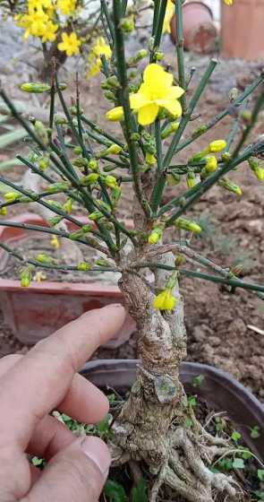 什么树可以嫁接迎春花 迎春花用什么嫁接比较好