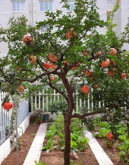 小庭院子里栽什么灌木 庭院中种什么树好