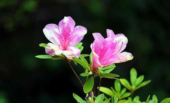 杜鹃属于什么季节的花 杜鹃花是什么季节开的