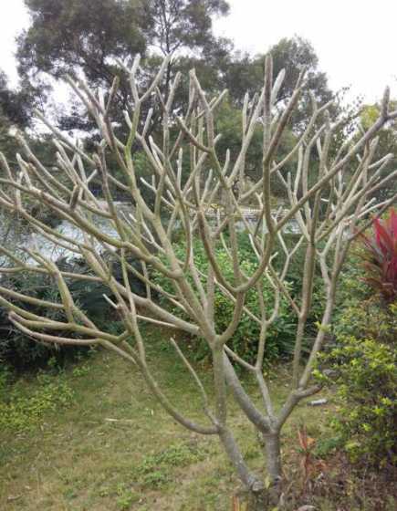 鹿角树为什么没有叶子 玉蝶叶子发软怎么回事