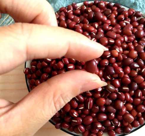 红豆一颗大概多少厘米 红豆六厘米可以从水里移植到花盆里吗