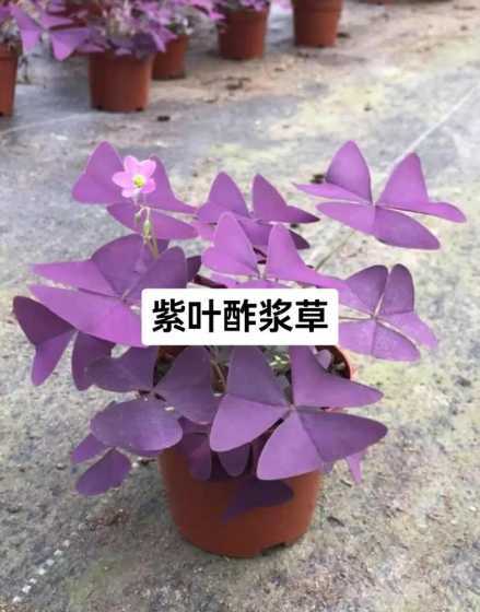 紫叶酢浆草秋冬怎么养 紫叶酢浆草种球的养殖方法和注意事项 紫叶酢浆草在家怎么种