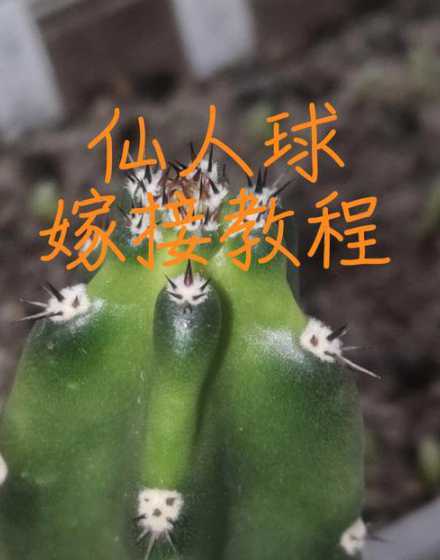 三棱箭怎么嫁接仙人球 怎样用三棱箭嫁接仙人球