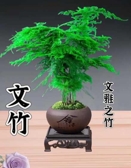 为什么云竹长成了文竹 云竹和文竹有什么不同
