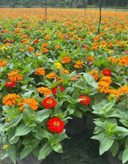 田园土混合什么种花好 牛粪能直接和田园土混合后种花吗
