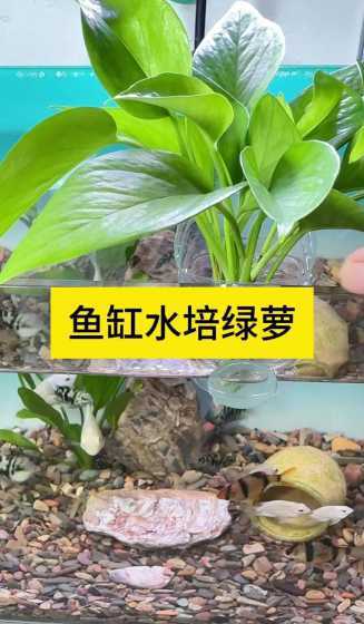 怎么把绿萝养到水族箱 我买了只雨林蝎子该怎么养