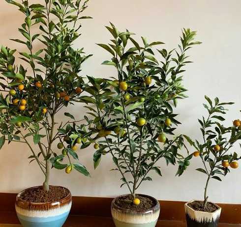 桔子盆栽北方怎么处理 北方盆栽桔子树怎么养