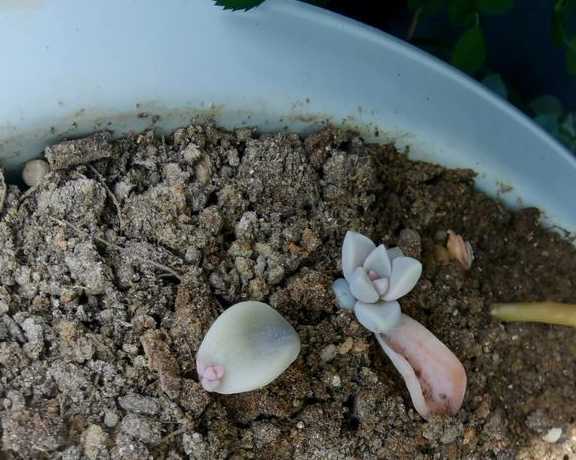 多肉叶片发芽后怎么办 多肉瓣发芽后怎么办