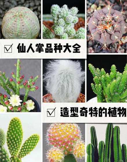 仙人掌适合什么季节养 仙人掌在什么季节才能移植种活