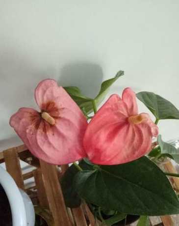 红掌的花芯干了为什么 为什么植物组织培养那么难呢