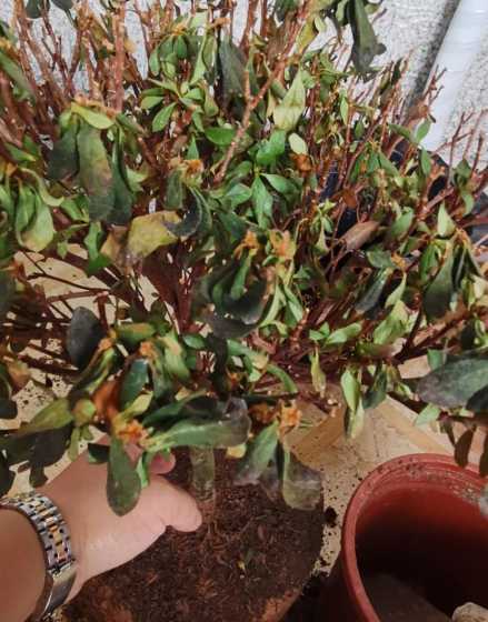 杜鹃花冬天蔫了怎么办 杜鹃花遇冷枯萎怎么办他们枯萎了还能得救吗