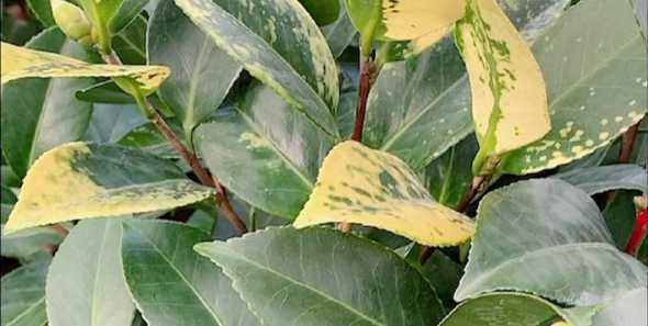 茶花嫩叶子为什么变黄 茶花新长出来的叶子发黄是怎么回事(黄叶原因和解决方法)