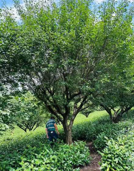 什么树苗可以嫁接红梅 桃树能嫁接红梅吗 桃树能不能嫁接红梅