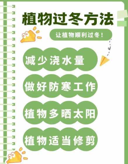 在家养花冬天怎么处理 家里养花冬天怎么办 家里养花怎么过冬