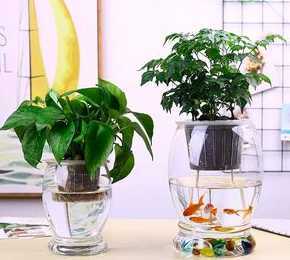 什么东西适合鱼缸水培 水培植物的鱼缸里应该要养什么鱼