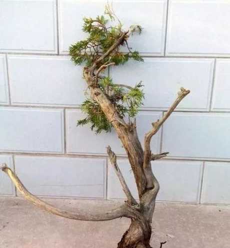 盆景树桩劈开怎么处理 从山上挖的盆景树桩怎么截根容易上盆又不会影响生长