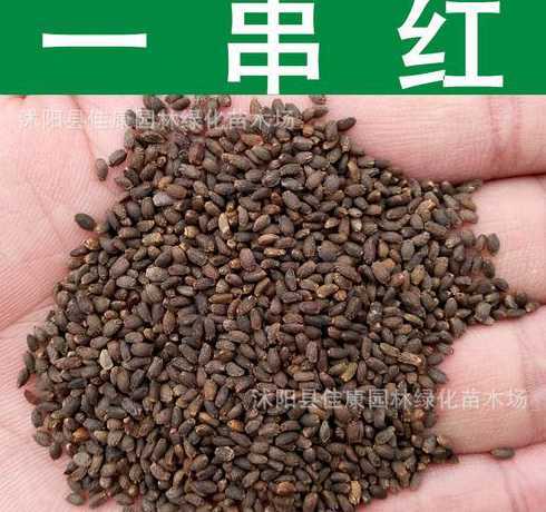 一品红为什么会有种子 大学生为什么会吃曼陀罗种子而住进ICU