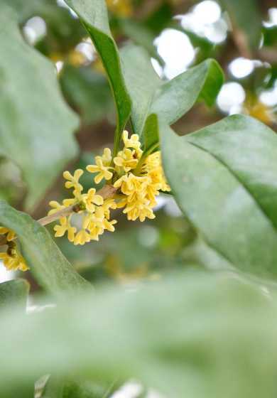 秋季开花的是什么桂花 桂花是什么季节开的