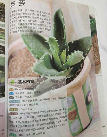 芦荟幼苗怎么养殖方法 小芦荟怎么养殖