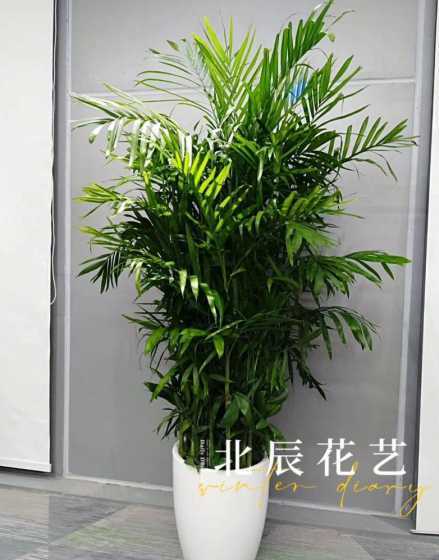 夏威夷竹节椰子怎么养 夏威夷椰竹如何繁殖