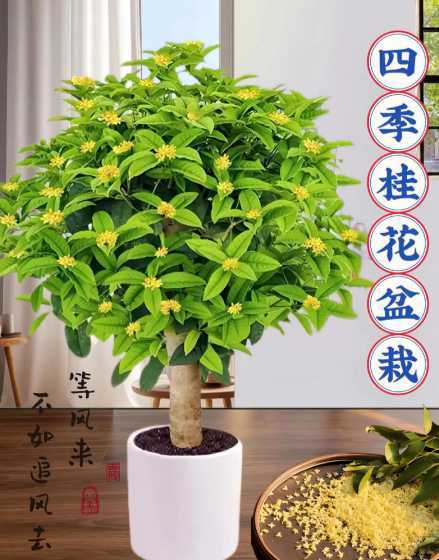 北方室内怎么养殖桂花 北方室内如何养好桂花