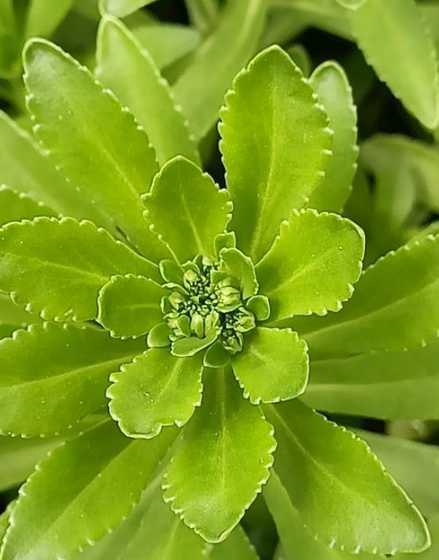 绿色叶茎繁殖是什么花 (高分)这是种什么植物