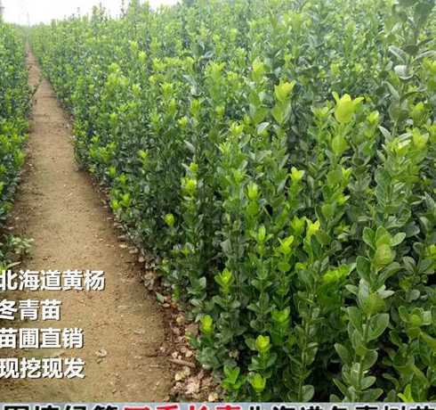 种植一平方冬青多少钱 冬青树怎么种植