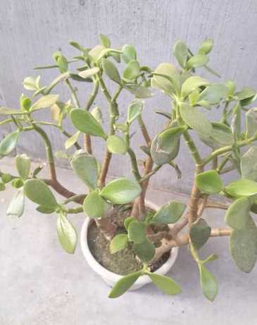 燕子掌为什么会掉叶子 燕子掌的茎烂掉了,但是叶子好好的是怎么回事