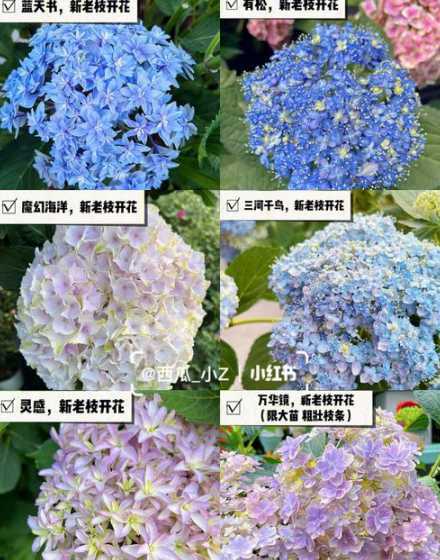 绣球什么时候入手合适 绣球核桃值得入手吗