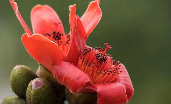 为什么木棉花叫英雄花 木棉花为什么又叫英雄花