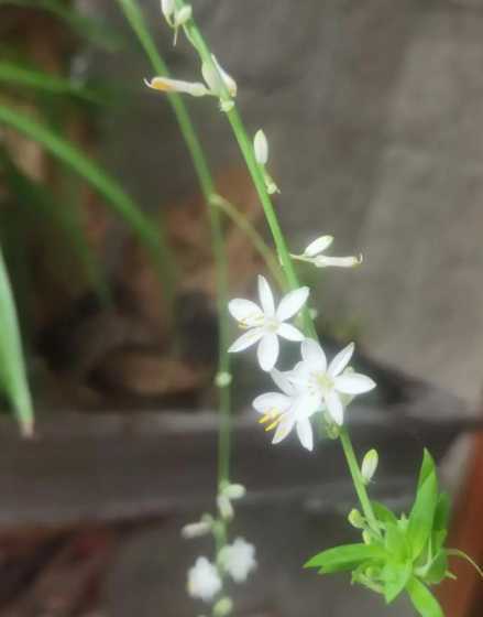 玫瑰吊兰什么时候开花 玫瑰吊兰怎么养