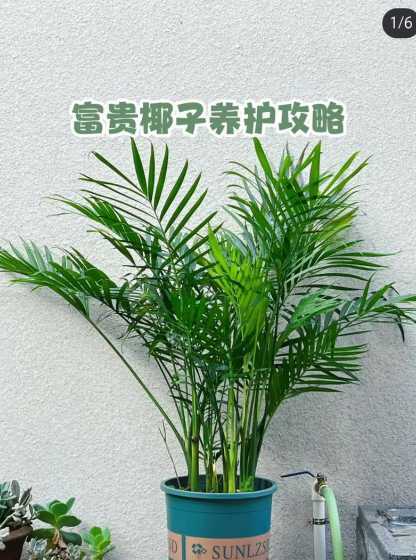 盆栽富贵椰子怎么浇水 富贵椰子怎么浇水方法