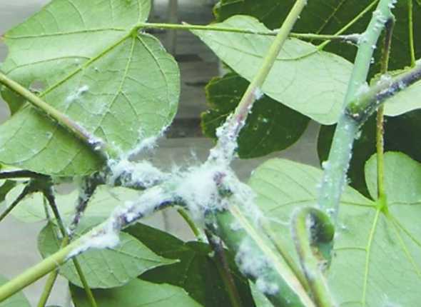 梧桐木虱的危害有哪些 园林植物刺吸类害虫有哪些