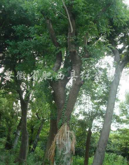 70公分黄连木什么价 盆栽什么名字
