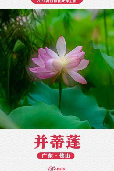 荷花为什么生长在夏天 请以为什么荷花是在夏天开放的为题写一篇作文