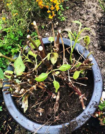 盆栽大丽花冬天怎么办 大丽花怎么过冬,冬天用挖出来吗