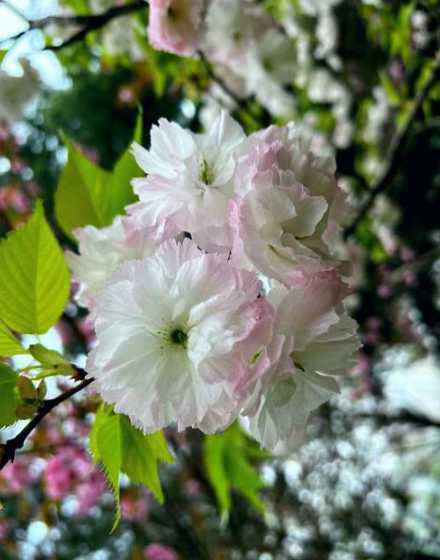 樱花的花朵为什么会变 为什么樱花只开花不结果呢