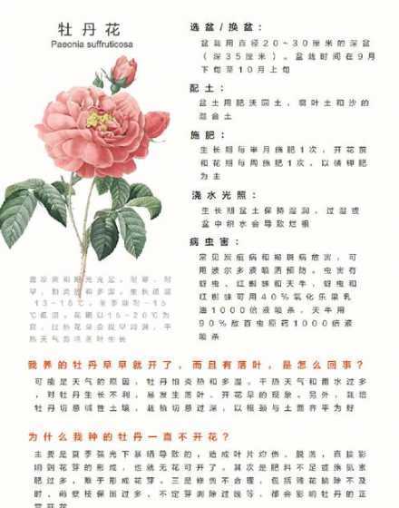 家里种牡丹有什么讲究 家里种牡丹风水好吗