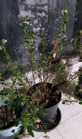 木槿花叶子蔫了怎么办 木槿花叶子蔫了能活吗