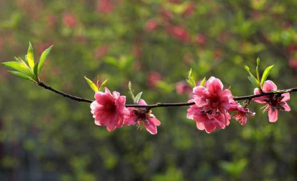 桃花的生长需要些什么 桃花的生长习性和环境条件