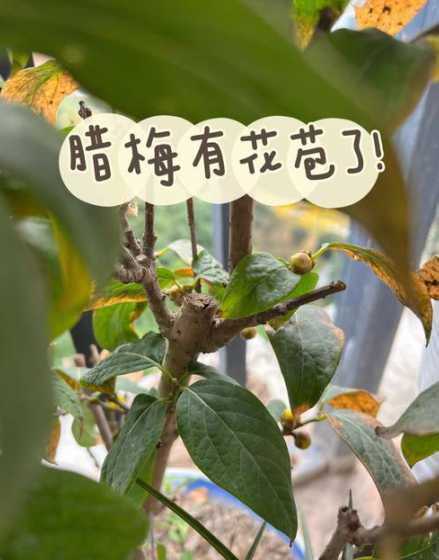 怎么样让腊梅花苞开花 腊梅花花苞特点