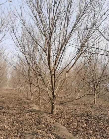 一级五角枫20多少钱 尧山风景区门票多少钱