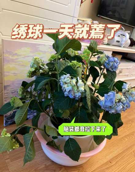 花蔫了怎么办怎么恢复 花蔫了怎么办呢