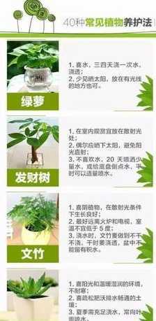 家里养殖物有什么好处 室内养的植物很多,有什么好处和坏处